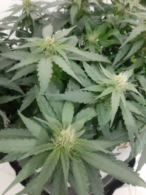 20230813_144855.jpg 20230813_144855.jpg