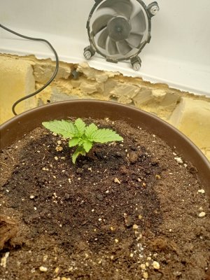 IMG20230815080328.jpg IMG20230815080328.jpg