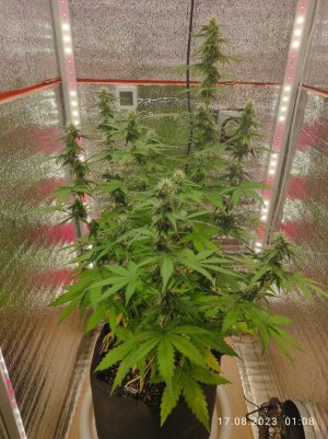 IMG_20230817_010803.jpg IMG_20230817_010803.jpg