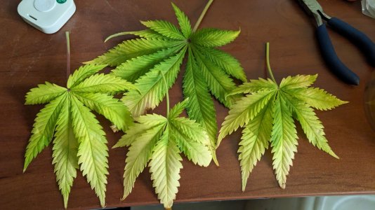 1692510940893.jpeg 1692510940893.jpeg