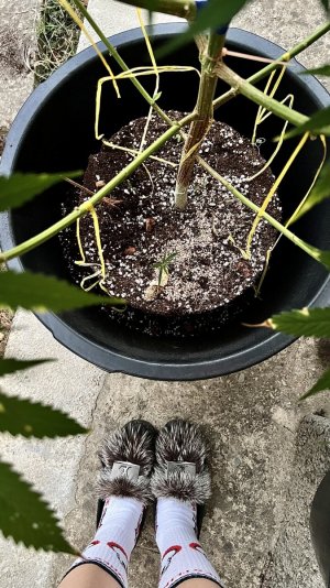 IMG_3763.jpeg IMG_3763.jpeg