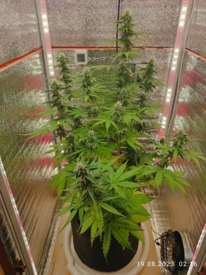 IMG_20230819_022646.jpg IMG_20230819_022646.jpg