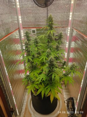 IMG_20230824_000907.jpg IMG_20230824_000907.jpg