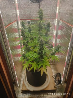 IMG_20230826_001654.jpg IMG_20230826_001654.jpg