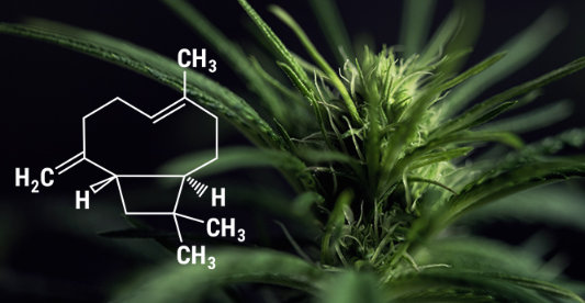 1693511950036.png 1693511950036.png