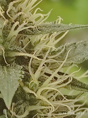 IMG_20230830_002157.jpg IMG_20230830_002157.jpg