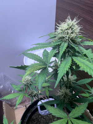 1694197274502.png 1694197274502.png