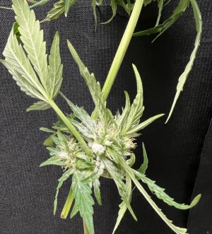 6447545B-1F5F-48F7-81C2-AF459DD7BBDE.jpeg 6447545B-1F5F-48F7-81C2-AF459DD7BBDE.jpeg