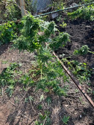 5FCF48F8-D80E-4CDE-84C2-6B7B7FC1A445.jpeg 5FCF48F8-D80E-4CDE-84C2-6B7B7FC1A445.jpeg