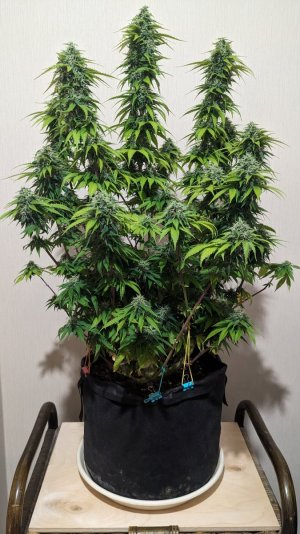 1694842986493.jpeg 1694842986493.jpeg