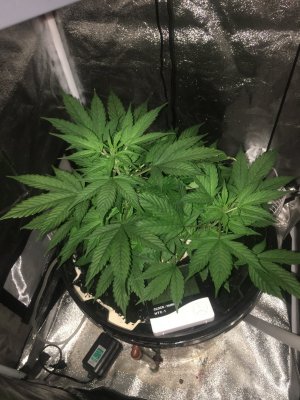 1C66D6CD-46C2-4571-9E15-9185BA0F26B8.jpeg 1C66D6CD-46C2-4571-9E15-9185BA0F26B8.jpeg