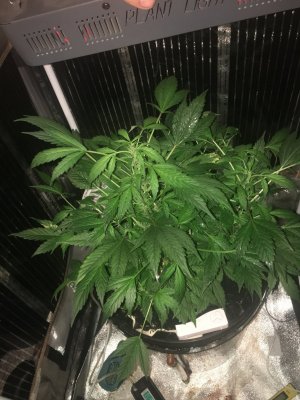 70355971-03FB-4B69-9483-7F12F717FF5B.jpeg 70355971-03FB-4B69-9483-7F12F717FF5B.jpeg