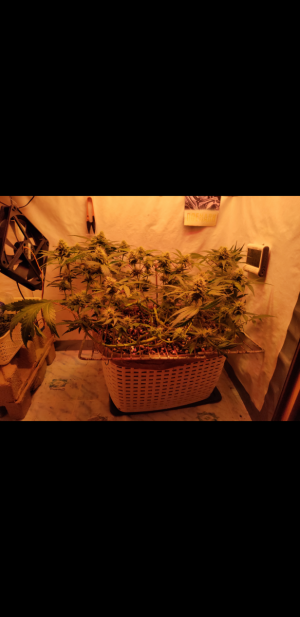 S30928-214033.png S30928-214033.png