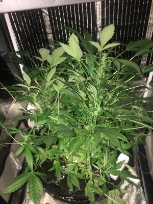 A7C5560B-6D47-45F1-AFB7-FAD58BF9E7D8.jpeg A7C5560B-6D47-45F1-AFB7-FAD58BF9E7D8.jpeg