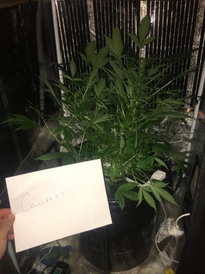 E72CAC70-CA57-462F-A9D4-F47BA5F52A42.jpeg E72CAC70-CA57-462F-A9D4-F47BA5F52A42.jpeg