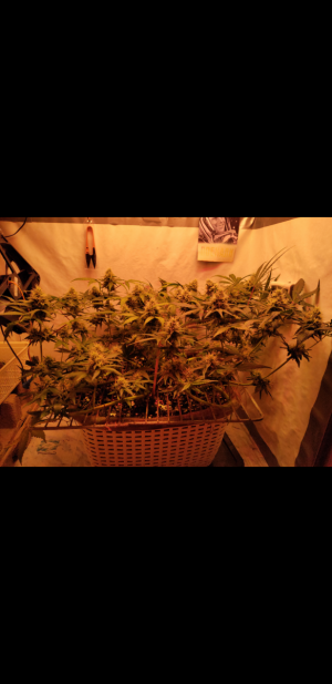 S31004-212537.png S31004-212537.png