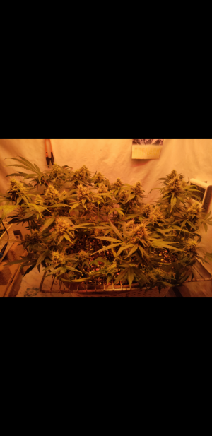 S31008-212210.png S31008-212210.png