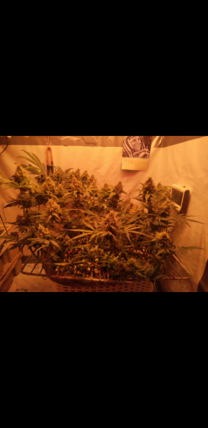 S31015-211841.png S31015-211841.png