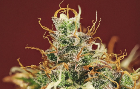 1697711173537.png 1697711173537.png