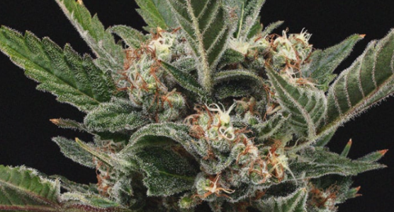 1697711378784.png 1697711378784.png