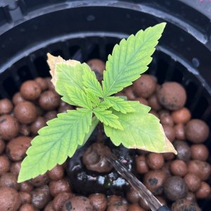 IMG_5812.jpeg IMG_5812.jpeg