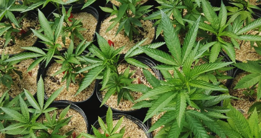 1698064420758.png 1698064420758.png