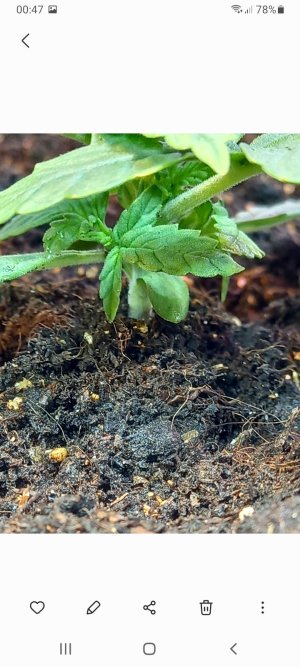 Screenshot_20220110-004706_Gallery.jpg Screenshot_20220110-004706_Gallery.jpg