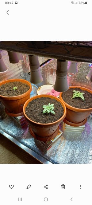 Screenshot_20220110-004713_Gallery.jpg Screenshot_20220110-004713_Gallery.jpg