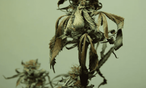 1641839402967.png 1641839402967.png