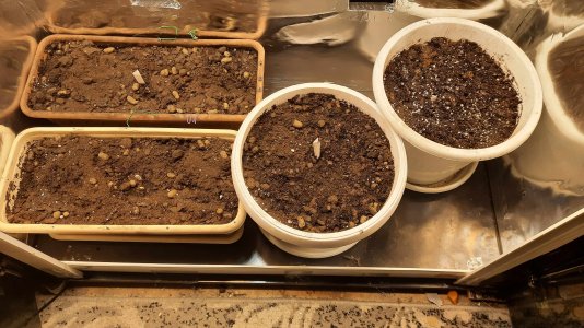 20211112_193533.jpg 20211112_193533.jpg