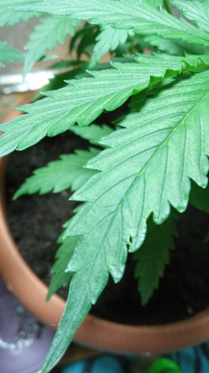 IMG_20220118_200457.jpg IMG_20220118_200457.jpg