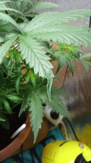 IMG_20220118_200448.jpg IMG_20220118_200448.jpg