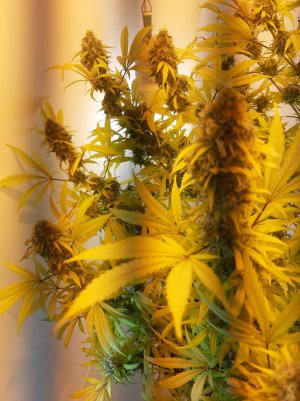 20220122_202012.jpg 20220122_202012.jpg