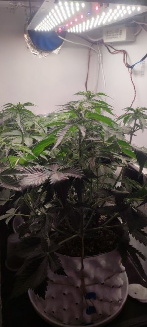 IMG_20231104_185049.jpg IMG_20231104_185049.jpg