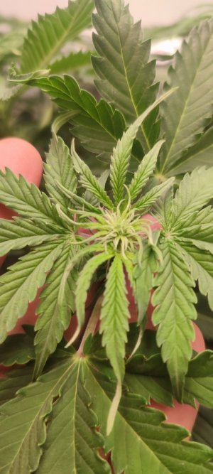 IMG_20231104_185224.jpg IMG_20231104_185224.jpg