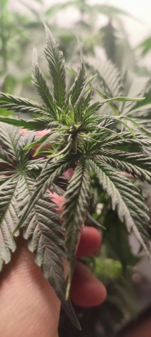 IMG_20231104_185244.jpg IMG_20231104_185244.jpg