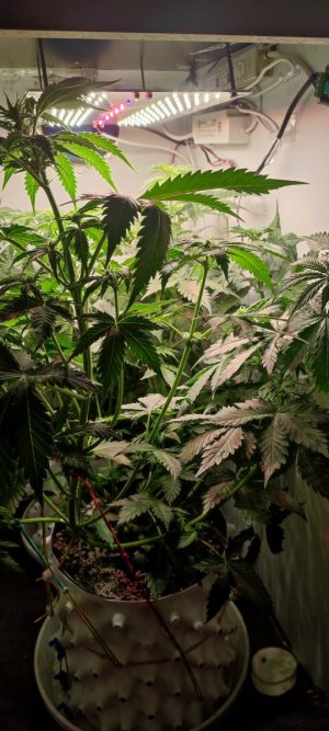 IMG_20231109_233326.jpg IMG_20231109_233326.jpg