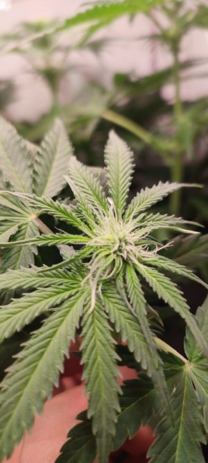 IMG_20231109_232639.jpg IMG_20231109_232639.jpg