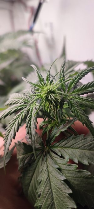 IMG_20231109_233303.jpg IMG_20231109_233303.jpg