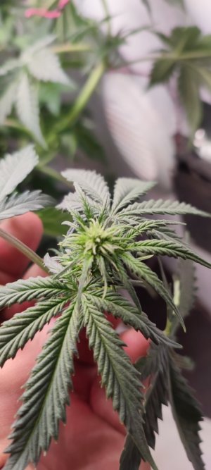 IMG_20231111_203022.jpg IMG_20231111_203022.jpg