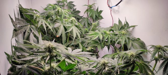 IMG_20231111_203142.jpg IMG_20231111_203142.jpg