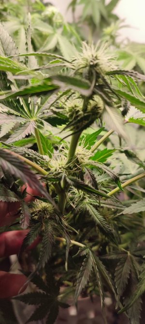 IMG_20231111_203115.jpg IMG_20231111_203115.jpg