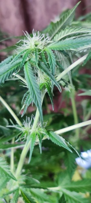 IMG_20231115_113525.jpg IMG_20231115_113525.jpg