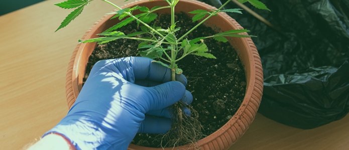 How-to-fix-root-bound-cannabis-plants.jpg How-to-fix-root-bound-cannabis-plants.jpg