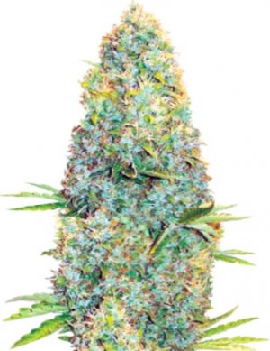 Amnesia Haze.jpg Amnesia Haze.jpg