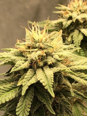 IMG_3934.JPG IMG_3934.JPG