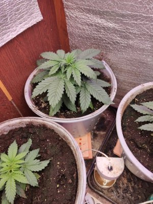 1701493552001..jpg 1701493552001..jpg