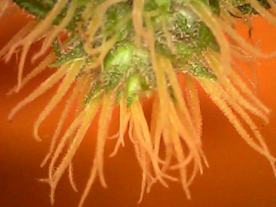 Sun Dec 03 18-16-48.jpg