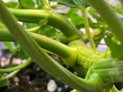 руки базуки.jpg