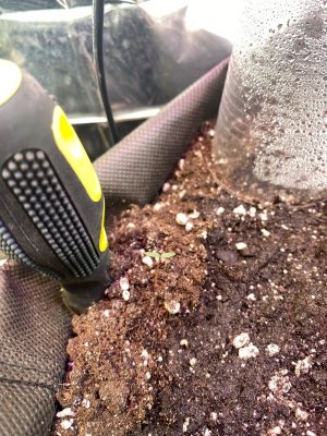 чушпан какоита.jpg